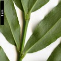SpeciesSub: var. quinquecornutus